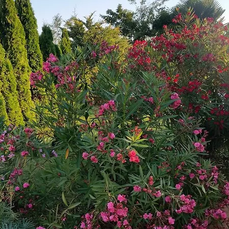Parenzo Villa Porec